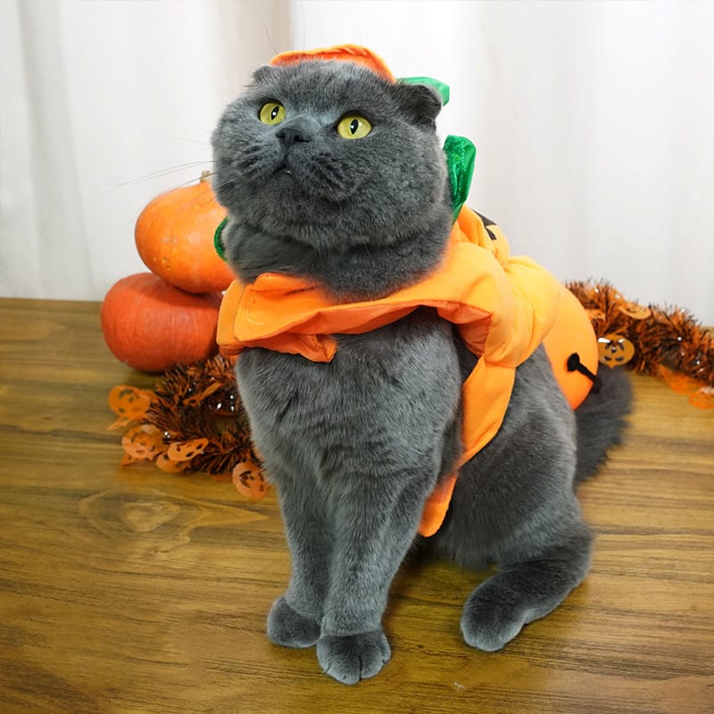 Pumpkin Cat Halloween Costume