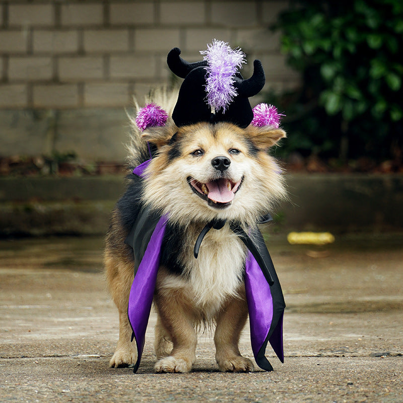 Pet Costumes & Accessories